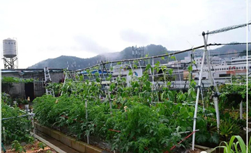 聽說了嗎，多米居然開始搞副業(yè)了？